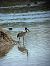 Ibis sacro (Threskiornis aethiopicus) © Madleen Schätz