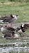 Oca facciabianca (Branta leucopsis) © Madleen Schätz