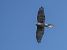 Sparviere (Accipiter nisus) © Massimo Angei
