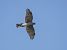 Sparviere (Accipiter nisus) © Massimo Angei