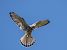 Gheppio (Falco tinnunculus) © Massimo Angei