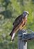 Nibbio reale (Milvus milvus) © Vincenzo Fiore