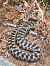Asp Viper / Adder (Vipera aspis / berus) © Riccardo Billi