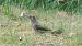 Picchio verde (Picus viridis) © Giovanni Fontana