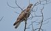 Falco pecchiaiolo (Pernis apivorus) © Giovanni Fontana