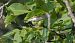 Luì grosso (Phylloscopus trochilus) © Giovanni Fontana