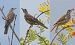 Tordela (Turdus viscivorus) © Giovanni Fontana