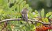 Balia nera (Ficedula hypoleuca) © Giovanni Fontana