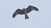 Nibbio bruno (Milvus migrans) © Giovanni Fontana