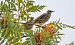 Tordo bottaccio (Turdus philomelos) © Giovanni Fontana