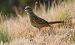 Zigolo muciatto (Emberiza cia) © Giovanni Fontana