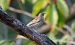 Prispolone (Anthus trivialis) © Giovanni Fontana