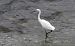 Garzetta (Egretta garzetta) © Giovanni Fontana