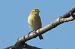 Luì piccolo (Phylloscopus collybita) © Giovanni Fontana