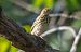 Prispolone (Anthus trivialis) © Giovanni Fontana