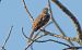 Zigolo muciatto (Emberiza cia) © Giovanni Fontana