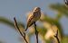 Spotted Flycatcher (Muscicapa striata) © Giovanni Fontana