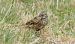 Zigolo muciatto (Emberiza cia) © Giovanni Fontana