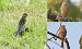 Ortolano (Emberiza hortulana) © Giovanni Fontana