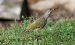 Picchio verde (Picus viridis) © Giovanni Fontana