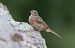 Zigolo muciatto (Emberiza cia) © Giovanni Fontana