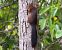 Scoiattolo comune europeo (Sciurus vulgaris) © Giovanni Fontana