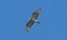 Falco pecchiaiolo (Pernis apivorus) © Giovanni Fontana