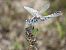 Selysiothemis nigra © Fausto Leandri
