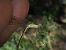 Lestes parvidens  - Fausto Leandri
