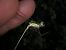 Lestes parvidens  - Fausto Leandri