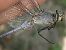 Orthetrum coerulescens © Fausto Leandri