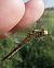 Sympetrum depressiusculum © Fausto Leandri