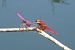 Crocothemis erythraea © Fausto Leandri