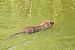 Nutria (Myocastor coypus) © Paolo Deimichei