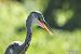 Airone cenerino (Ardea cinerea) © Paolo Deimichei