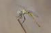 Sympetrum fonscolombei © Thierry Bara
