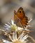 Pyronia cecilia © Thierry Bara