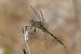 Orthetrum trinacria © Thierry Bara