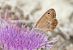 Coenonympha pamphilus © Thierry Bara