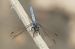 Orthetrum coerulescens © Thierry Bara