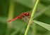 Crocothemis erythraea © Thierry Bara