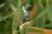 Orthetrum brunneum  - Thierry Bara
