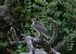 Sparviere (Accipiter nisus) © Thierry Bara