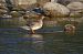 Smergo maggiore (Mergus merganser) © Fabio Moretto