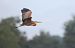 Airone rosso (Ardea purpurea) © Fabio Moretto