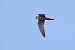 Lodolaio (Falco subbuteo) © Fabio Moretto