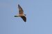 Falco pellegrino (Falco peregrinus) © Fabio Moretto