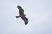 Nibbio bruno (Milvus migrans) © Fabio Moretto