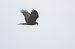 Falco di palude (Circus aeruginosus) © Fabio Moretto