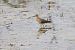 Combattente (Calidris pugnax) © Fabio Moretto